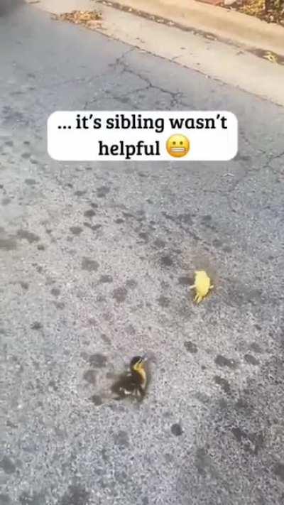 Woman Saves Duck and her Ducklings!