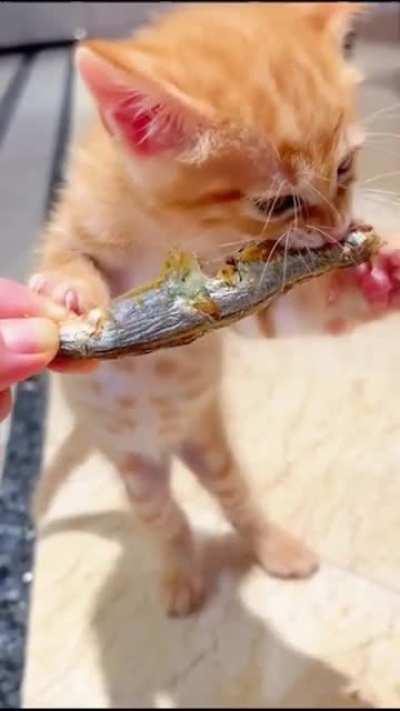 Little kitty crunching some dry fish