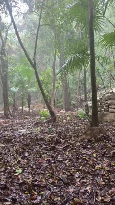 Peaceful rainforest type rain in Playa Del Carmen