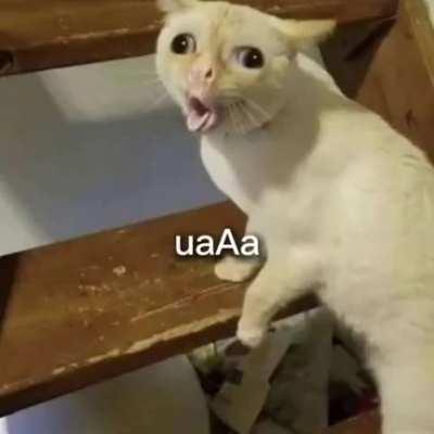 Que nunca muera esta joyita.