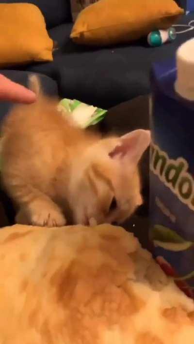 Don't disturb Me say quiet Cat