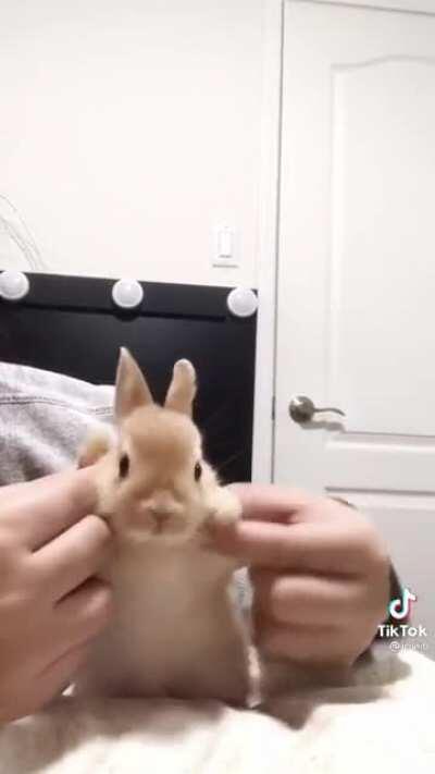 Smol Bunny