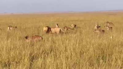 Spotted hyena clan comes to the rescue of a member that was badly mauled by a lion. The lion and the clan clash, but despite the numbers, the hyenas did not manage to overcome the lion who ended up killing its victim and keeping the clan at bay.