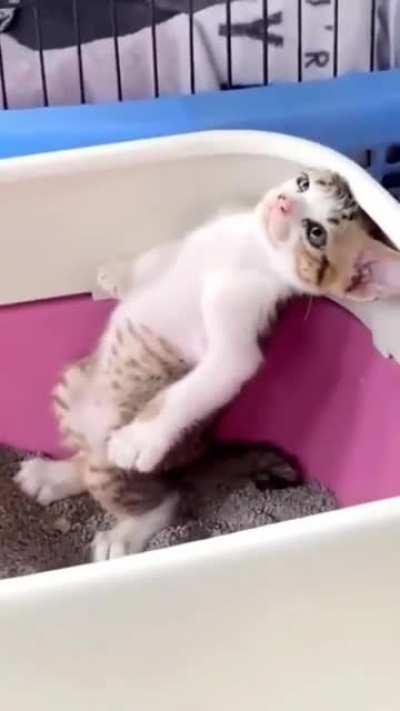 This way of poop is normal?