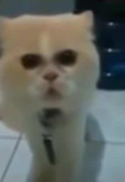 dostum sen kedisin Türkçe konuşmayı bırak