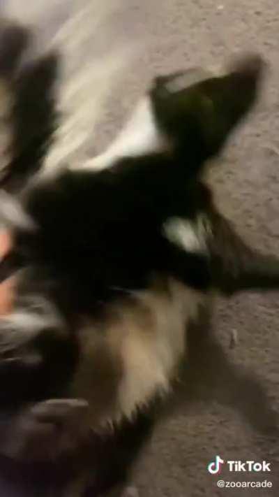 Never seen skunk zoomies before? Now you have!
