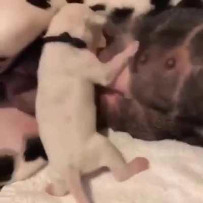 Have kids they said, it would be fun...