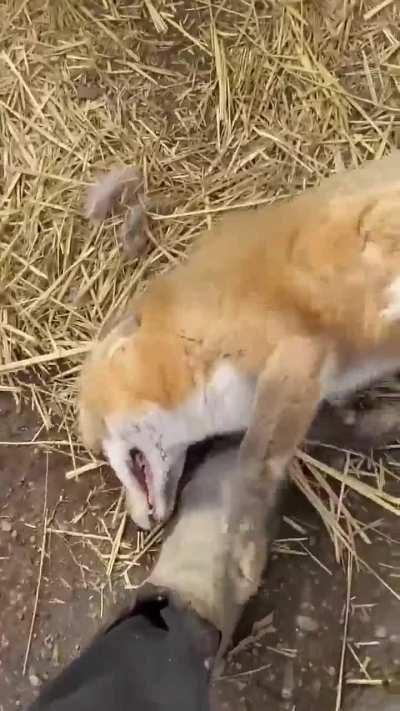 Cute foxes & their cute screams