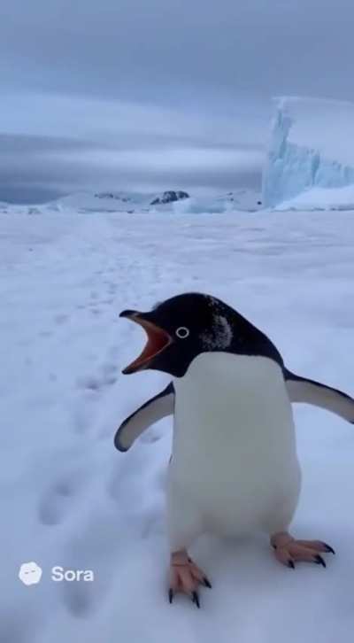 This penguin marches alone.