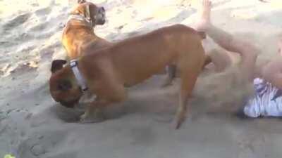 Dog revenge is best revenge!