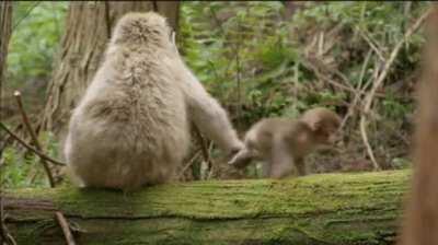 🔥 Snow Monkey mother keeping her baby from wandering away, Japan 🔥