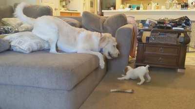 We got our little girl last week. I think it's safe to say big brother likes her.