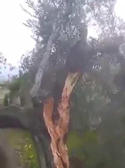 Recent Turkish quake was so massive, it split trees and sent the other half over 30' away with the shifted land.