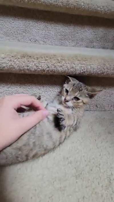 Is it just me or is purring the most soothing sound ever? Please enjoy baby purrs and air biscuits!