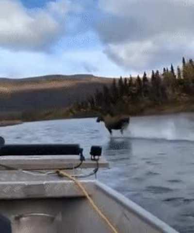 🔥 A moose running in shallow water 🔥