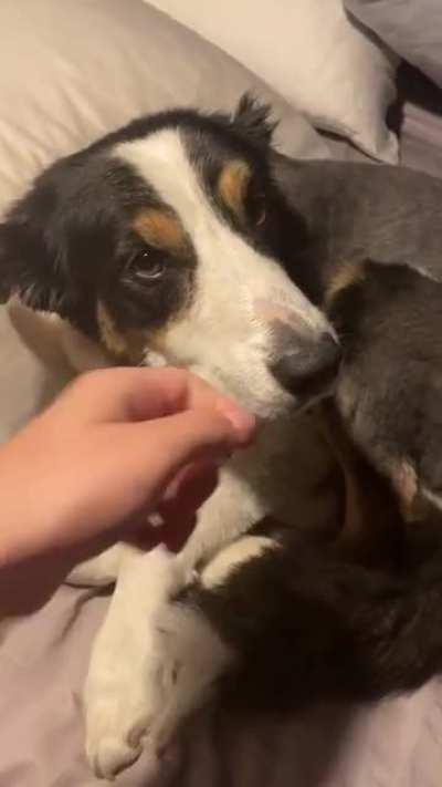 This little shit...at least he’s adorable.