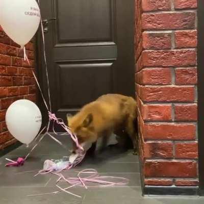 Fights with balloons