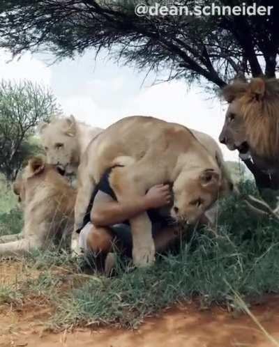 Does a Lion family counts?