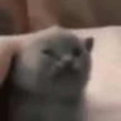 this cat is very small (factual statement)