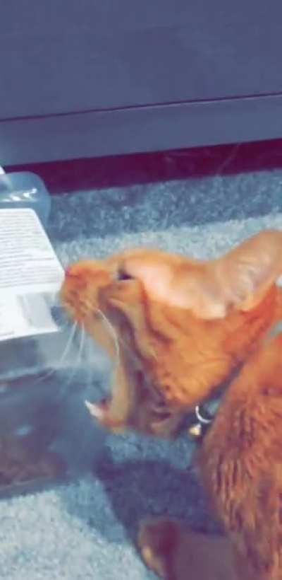 Recently put my cat on a diet...he seems desperate