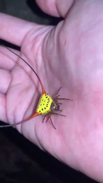 A Demon Horned Orb Weaver spider