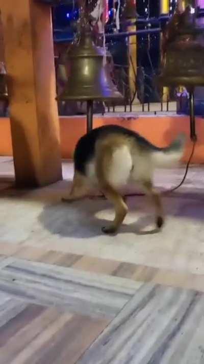 Pupper good boy, Symbiote-Exterminator, moonlighting Bellringer Extraordinaire.