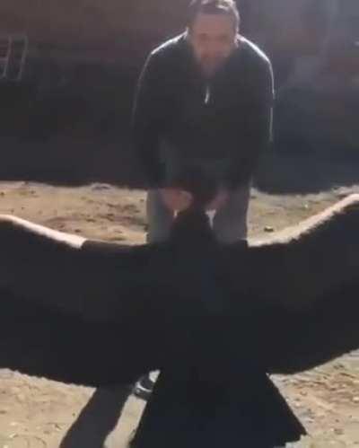 Giant Condor Flies back in to Thank the man That Nursed him back to Health after He was Rescued!