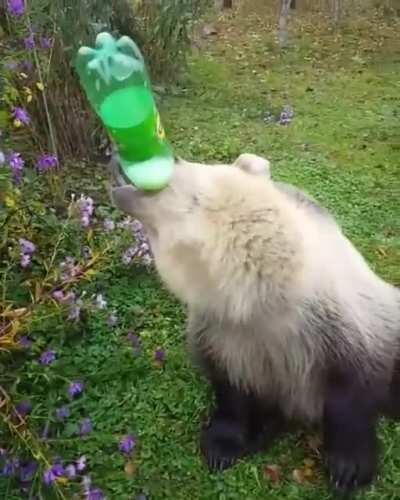 Bear guzzling green tea