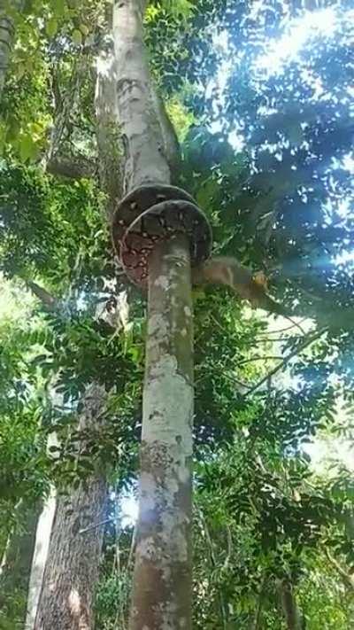 Python climbing a tree
