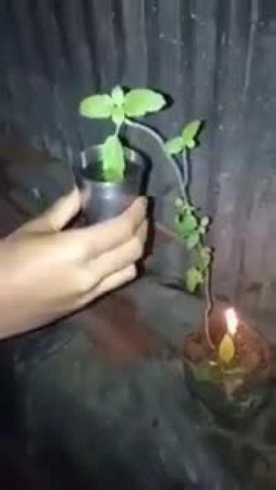 Basil plant drinking water