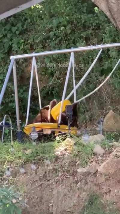 Bear hanging around on swing set, amazing that it held the Bear's weight