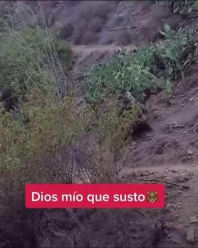 Bear photobombs family