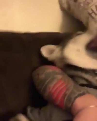 Innocent pupper viciously mauled by a banshee