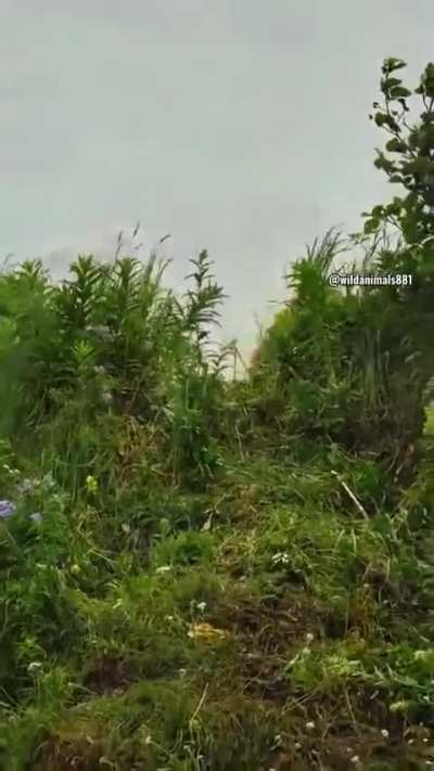 A mother bear engages in a valiant but possibly costly fight against a male on a cliff