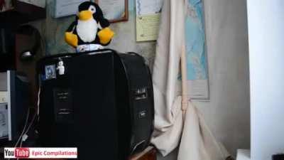 a cat on the PC ....