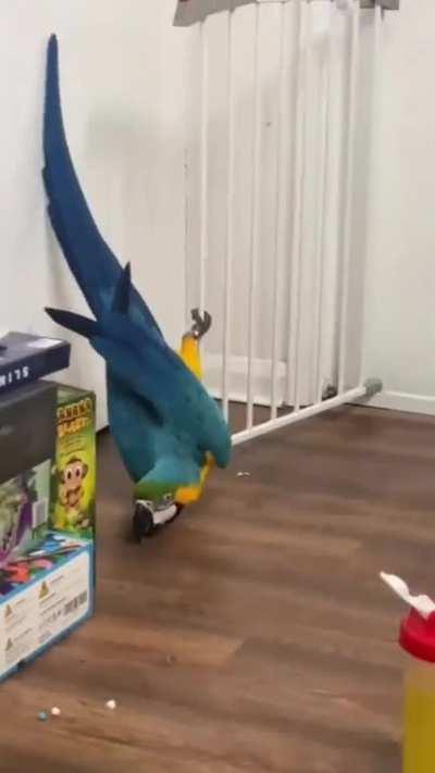 Parrot doing a cartoon sneak up
