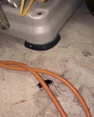 Man attempts to befriend roach