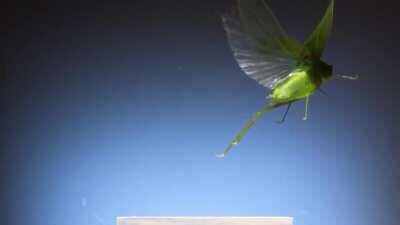 Insects look cool in slow-mo