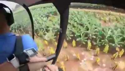 Robinson R44 loses power at 3,000 ft and experiences a hard landing in a banana plantation