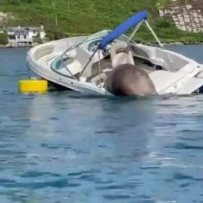 He needs a bigger boat..