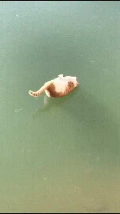 Touch tha fishy fail