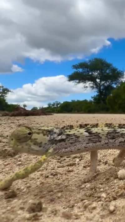 🔥 Perfect demonstration of the herky-jerky walk by this flap-necked chameleon