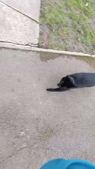 Buddy bothering the crows