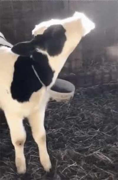 Calf sees breath for first time