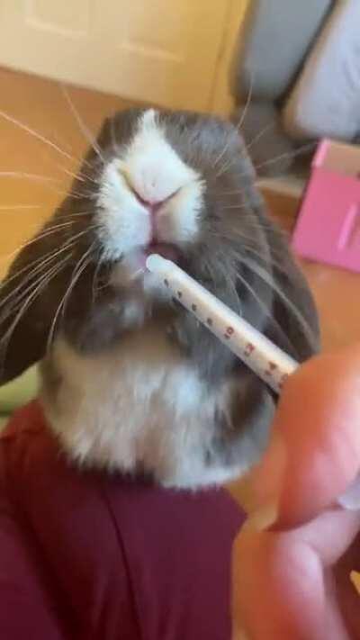 Bluebell had a scary bout of gut stasis but is loving her pain meds (sound on for bunny ASMR)