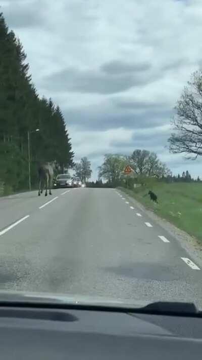 Road Confusing for Moose