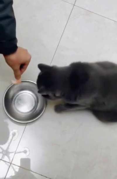 Put it in a bowl, hooman...