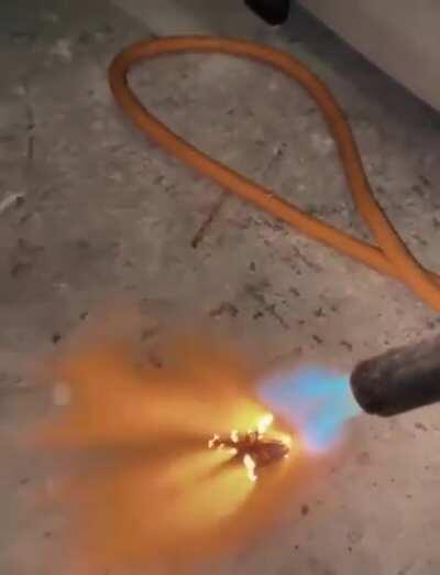 Torrado e uma delícia 😋