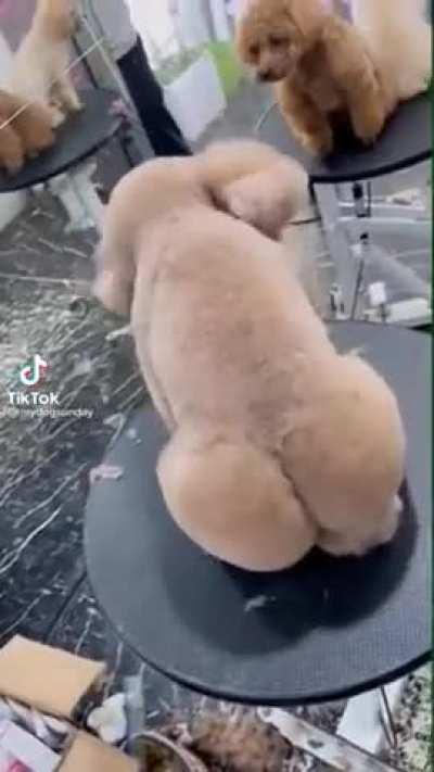 Getting your dog back from the groomers