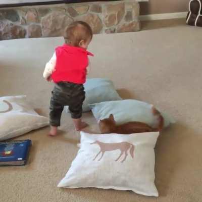 Barely missed the cat